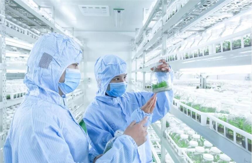生物组培架 打造高效组培室的核心装备